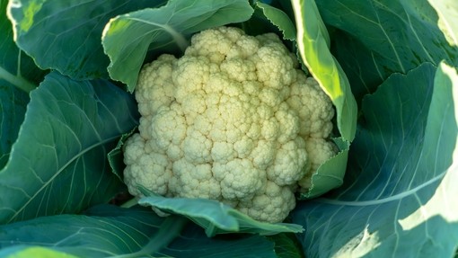 Cauliflower with all its outer leaves