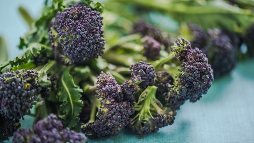 Purple sprouting broccoli laid out on a table