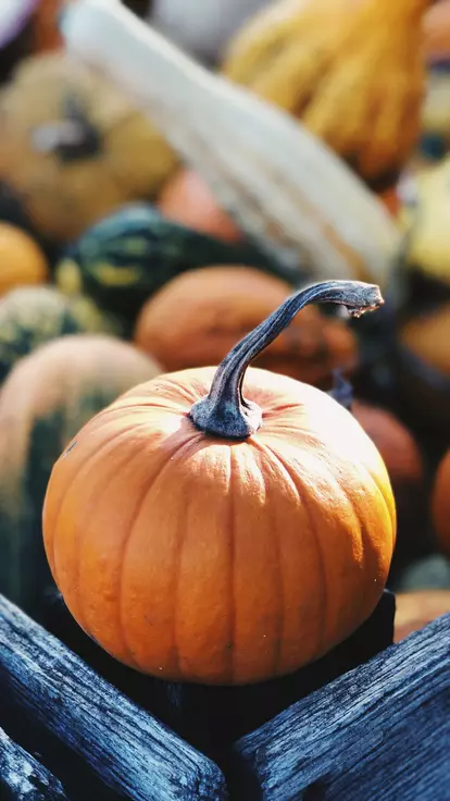 A basket of pumpkins and other freshly picked autumnal vegetables.