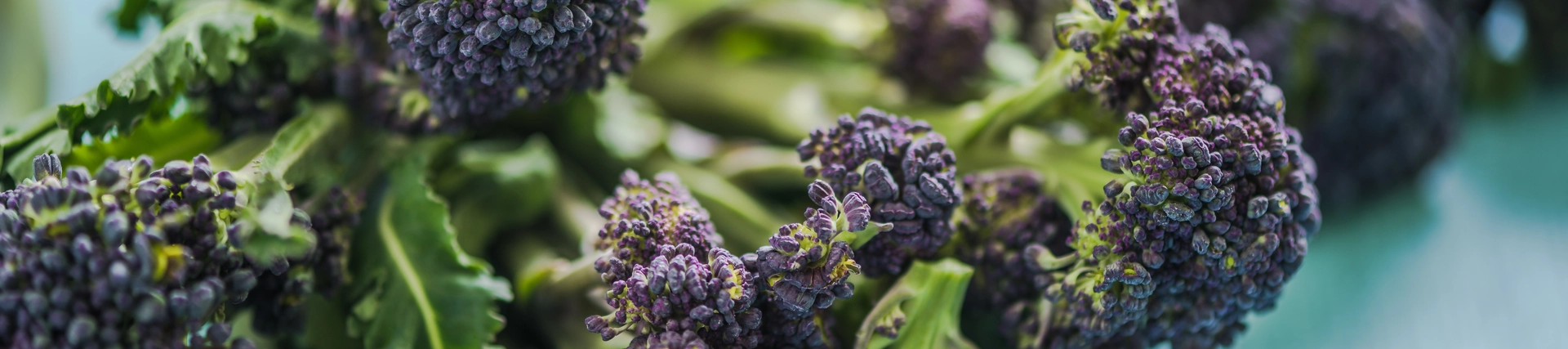 Purple sprouting broccoli laid out on a table